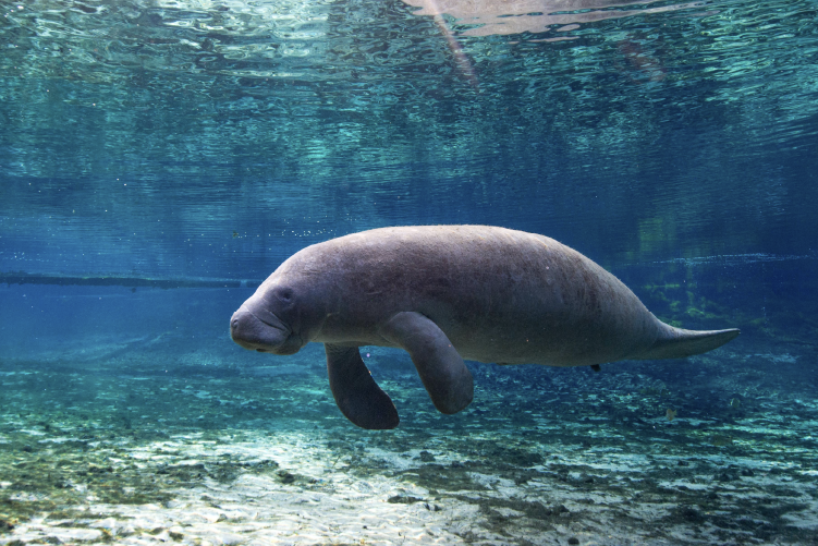 Manatee Appreciation Day